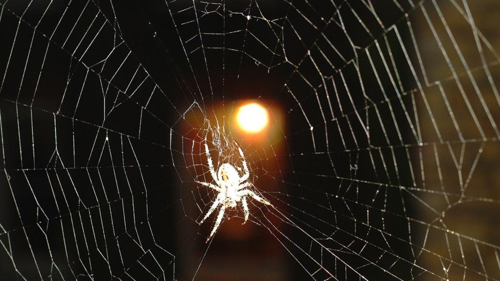 It makes evolutionary sense for us to be primed to notice threats - such as potentially poisonous spiders - within our environment (Credit: iStock) It makes evolutionary sense for us to be primed to notice threats - such as potentially poisonous spiders - within our environment (Credit: iStock)