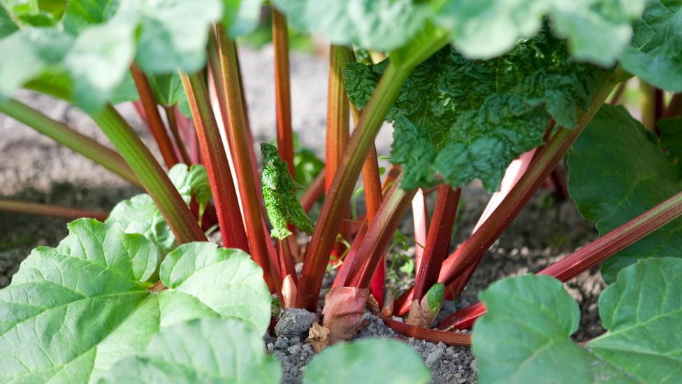 Rhubarb's stalks are a dessert favourite - but the leaves are not for consumption (Credit: iStock) Rhubarb's stalks are a dessert favourite - but the leaves are not for consumption (Credit: iStock)
