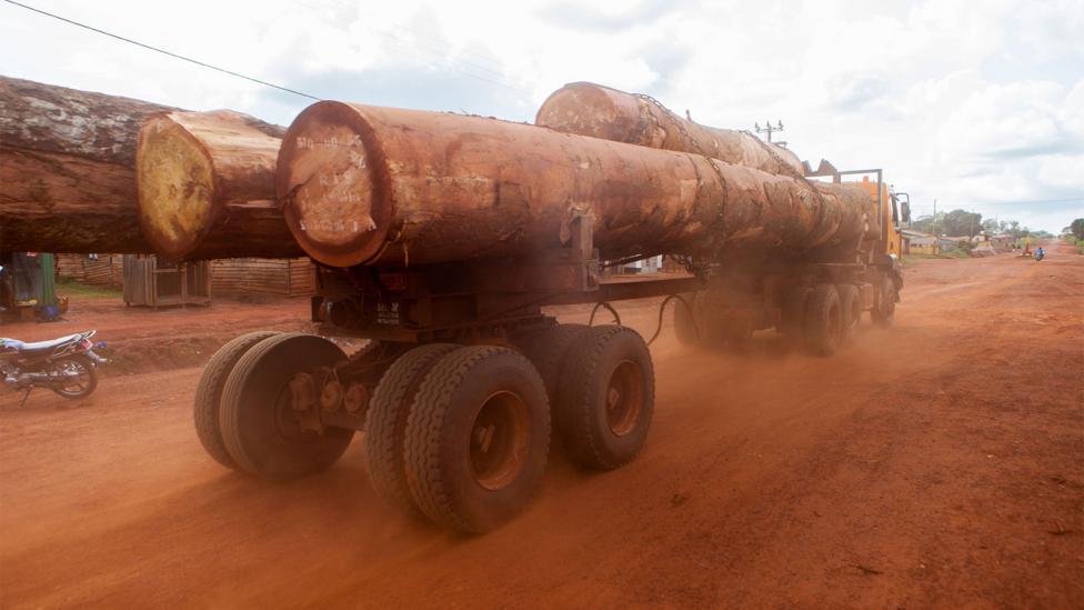China has invested vast sums of money in Cameroon's infrastructure so that it can extract the country's natural resources, including timber (Credit: Alamy) China has invested vast sums of money in Cameroon's infrastructure so that it can extract the country's natural resources, including timber (Credit: Alamy)