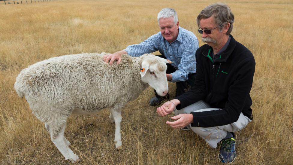 The Strange Sheep That Baffled Scientists Bbc Future