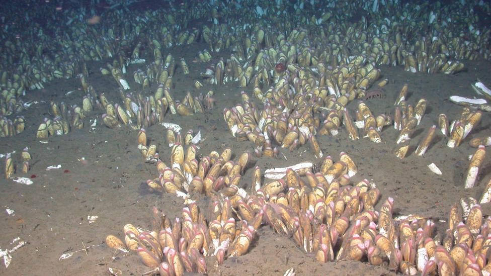 The organisms carried in the sediment may help feed other animals that flourish nearby (Credit: MBARI) The organisms carried in the sediment may help feed other animals that flourish nearby (Credit: MBARI)
