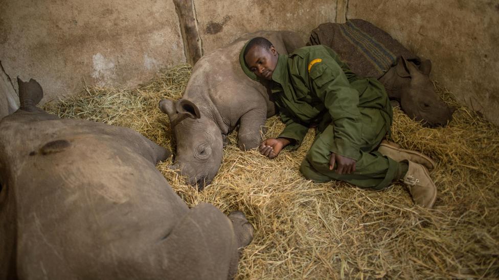 Yusuf, a keeper at the Lewa Wildlife Conservancy (which partners with the NRT) in northern Kenya sleeping among orphaned baby rhinos (Credit: Ami Vitale/Alamy) Yusuf, a keeper at the Lewa Wildlife Conservancy (which partners with the NRT) in northern Kenya sleeping among orphaned baby rhinos (Credit: Ami Vitale/Alamy)