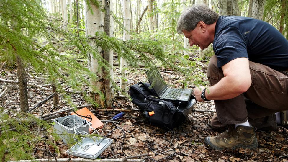 Vladimir Romanovsky crouches as he collects temperature recordings beneath the forest floor (Credit: Anthony Rhoades) Vladimir Romanovsky crouches as he collects temperature recordings beneath the forest floor (Credit: Anthony Rhoades)