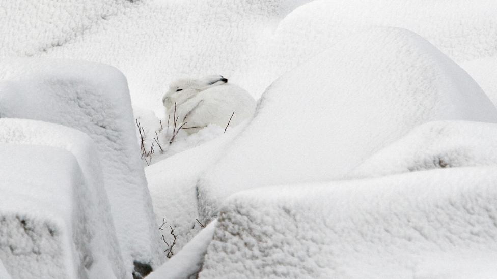 The arctic hare is finding it harder to blend in as the ice melts, according to park rangers (Credit: Getty Images) The arctic hare is finding it harder to blend in as the ice melts, according to park rangers (Credit: Getty Images)
