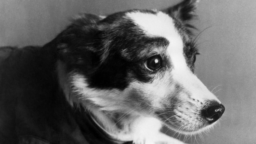 The Stray Dogs That Led The Space Race Bbc Future