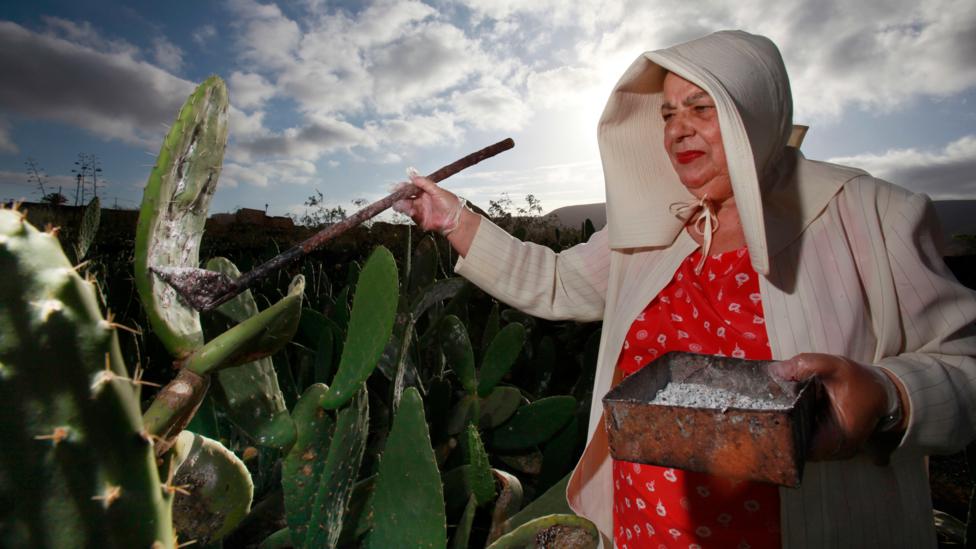 A farmer collects cochineal insects from cacti. The deep red colour, known as carmine, comes from an acid that the oval-shaped bug produces to fend off predators (Credit: Alamy) A farmer collects cochineal insects from cacti. The deep red colour, known as carmine, comes from an acid that the oval-shaped bug produces to fend off predators (Credit: Alamy)