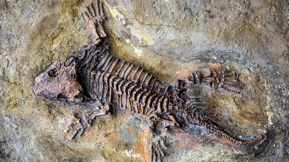 How can I a fossil? BBC Future