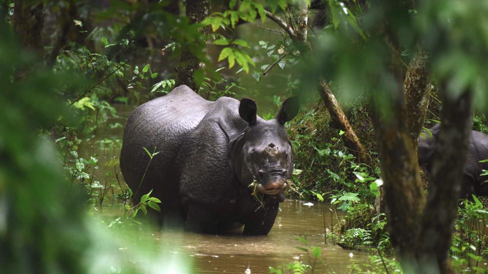 A one-horn rhinoceros swims through flood waters in Kaziranga National Park in July 2017 (Credit: Getty Images) A one-horn rhinoceros swims through flood waters in Kaziranga National Park in July 2017 (Credit: Getty Images)