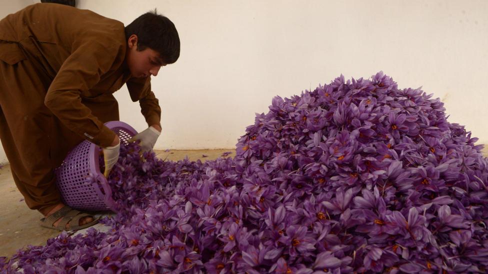 Picking the delicate stigma from crocus flowers to produce saffron is painstaking work (Credit: Getty Images) Picking the delicate stigma from crocus flowers to produce saffron is painstaking work (Credit: Getty Images)