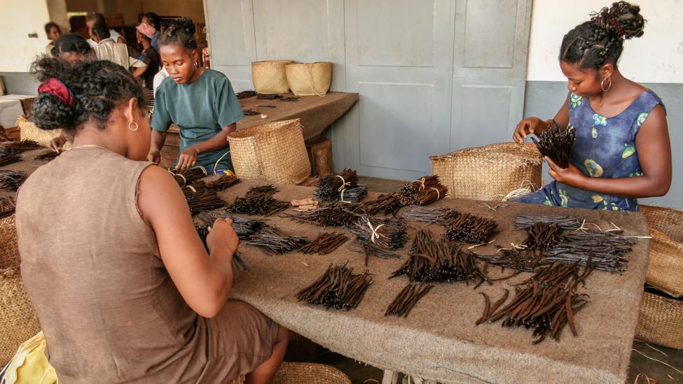 Demand for vanilla has pushed prices so high that some ice cream manufacturers have had to cut back or even halt production of the flavour (Credit: Getty Images) Demand for vanilla has pushed prices so high that some ice cream manufacturers have had to cut back or even halt production of the flavour (Credit: Getty Images)