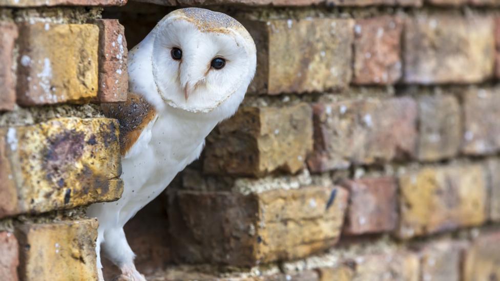 In the UK there has been an increase in crimes involving birds of prey (Credit: Getty Images) In the UK there has been an increase in crimes involving birds of prey (Credit: Getty Images)