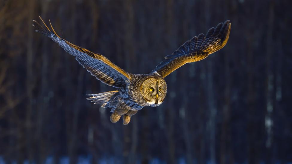 The Strange Reason Owl Theft May Be On The Rise Bbc Worklife