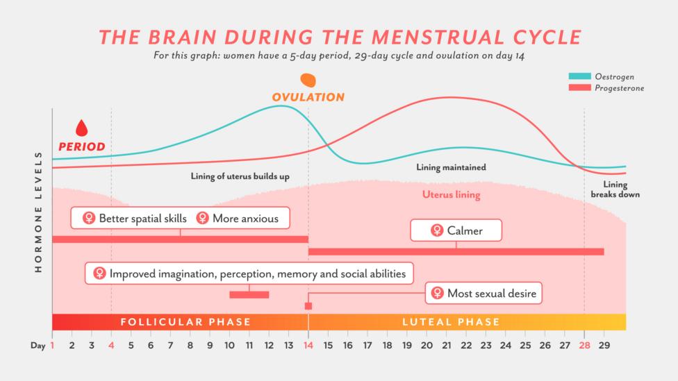 Female Menstrual Cycle Flow Chart