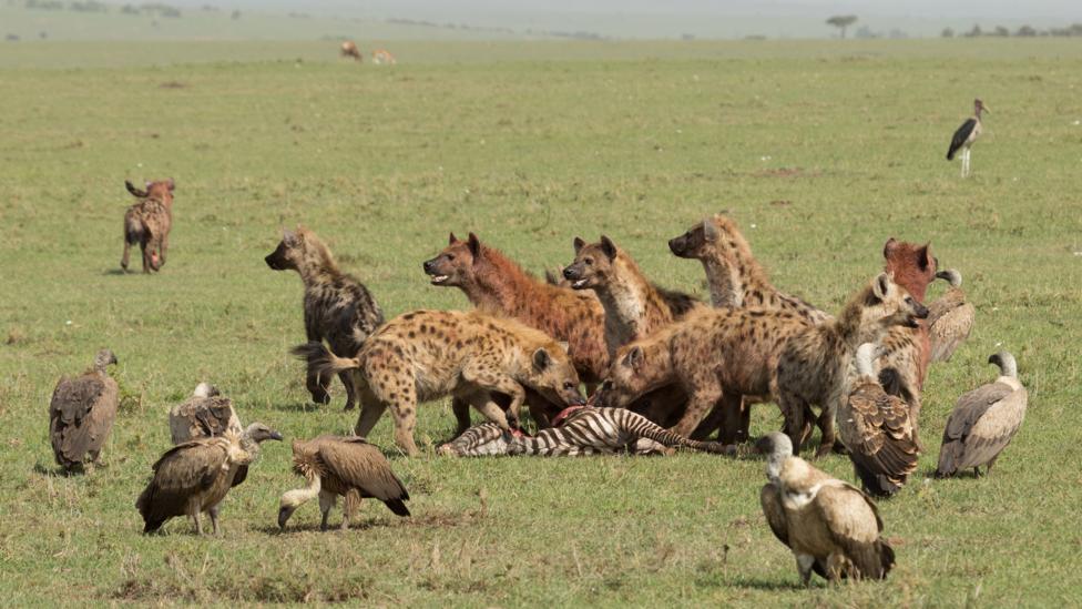 Female hyenas are larger than the males – and direct where the group goes (Credit: Getty Images) Female hyenas are larger than the males – and direct where the group goes (Credit: Getty Images)