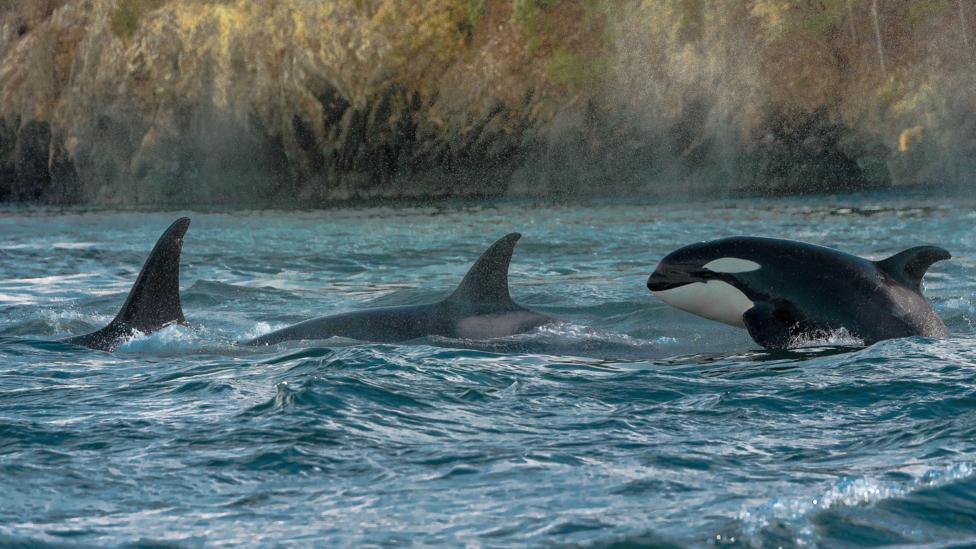 Orcas are just one of a handful of mammal species which show female leadership traits (Credit: Getty Images) Orcas are just one of a handful of mammal species which show female leadership traits (Credit: Getty Images)