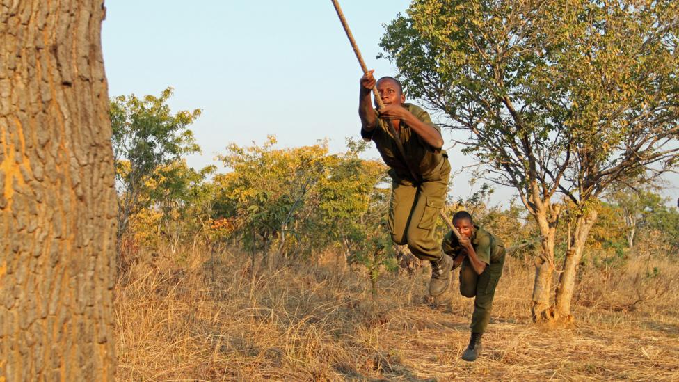 ‘They’re walking on air’: Kelly Lyee Chigumbura (front) climbs a rope in a training obstacle course at Phundundu Wildlife Park (Credit: Rachel Nuwer) ‘They’re walking on air’: Kelly Lyee Chigumbura (front) climbs a rope in a training obstacle course at Phundundu Wildlife Park (Credit: Rachel Nuwer)