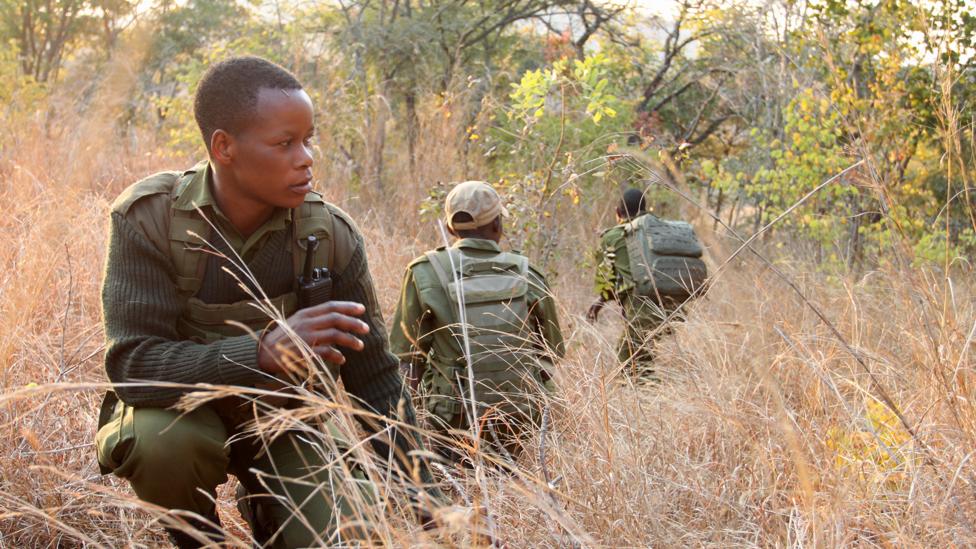 Wadzanai Munemo pauses while out on a morning patrol to survey the area for elephants (Credit: Rachel Nuwer) Wadzanai Munemo pauses while out on a morning patrol to survey the area for elephants (Credit: Rachel Nuwer)