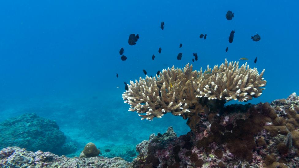 Because most people aren’t that familiar with how coral should normally look, researchers found that an image like this one, of coral bleaching, had less impact… (Credit: Getty) Because most people aren’t that familiar with how coral should normally look, researchers found that an image like this one, of coral bleaching, had less impact… (Credit: Getty)