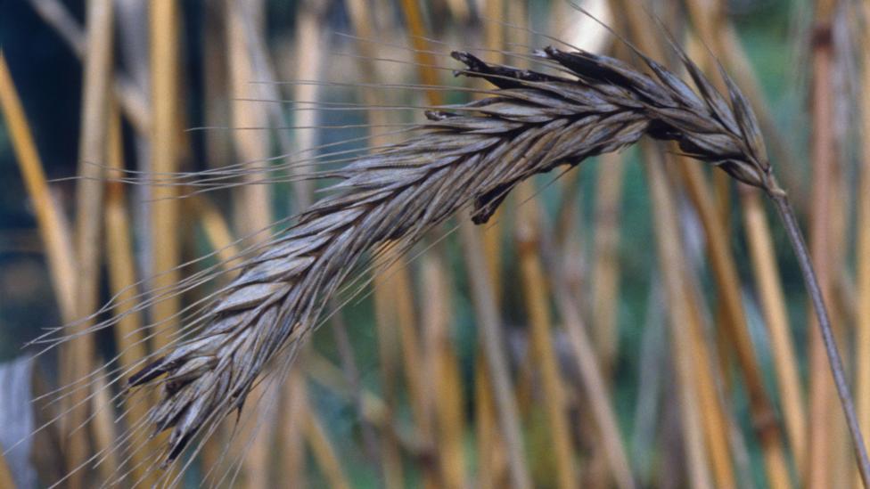 According to one medical theory, the hysteria in Salem was the result of ergotism, caused by the ingestion of rye fungus (Credit: Alamy) According to one medical theory, the hysteria in Salem was the result of ergotism, caused by the ingestion of rye fungus (Credit: Alamy)