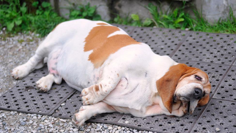 Many owners don’t recognise their pet is obese, just as few parents of overweight children realise their child is overweight (Credit: Getty) Many owners don’t recognise their pet is obese, just as few parents of overweight children realise their child is overweight (Credit: Getty)