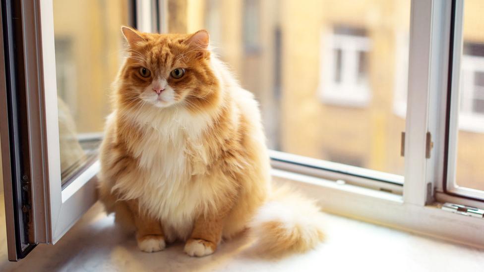 Overweight animals could help us understand human obesity (Credit: Getty) Overweight animals could help us understand human obesity (Credit: Getty)
