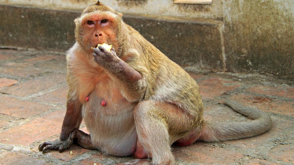 Exposed to human food, urban-dwelling wild animals also can be fatter than their rural counterparts (Credit: Getty) Exposed to human food, urban-dwelling wild animals also can be fatter than their rural counterparts (Credit: Getty)