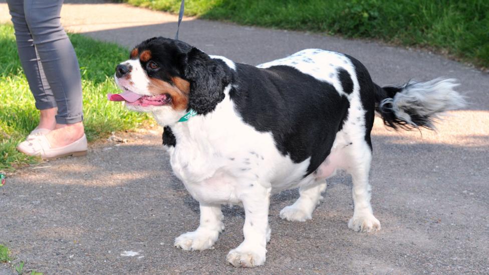 Before competing in the PDSA Pet Fit Club contest, Borris was almost double his recommended weight (Credit: PDSA) Before competing in the PDSA Pet Fit Club contest, Borris was almost double his recommended weight (Credit: PDSA)