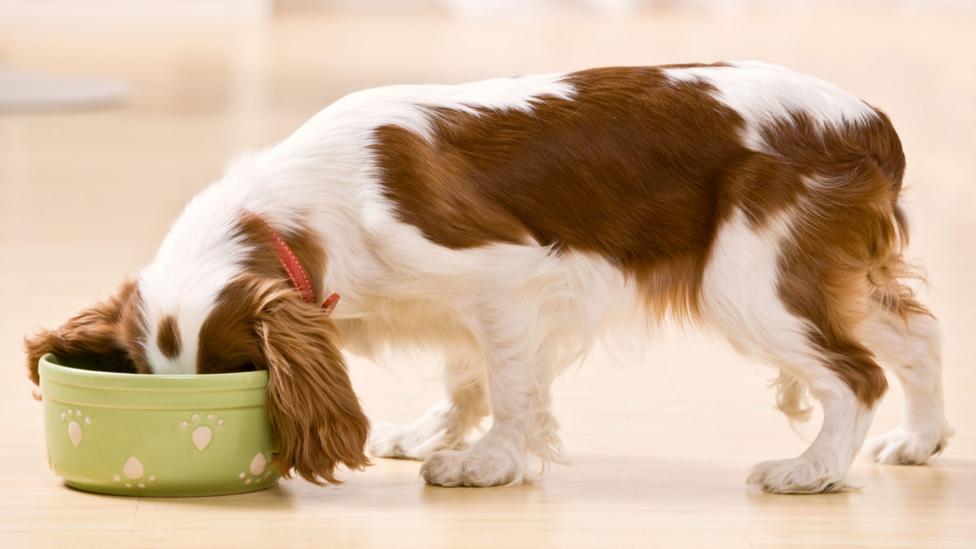 King Charles Spaniel Weight Chart