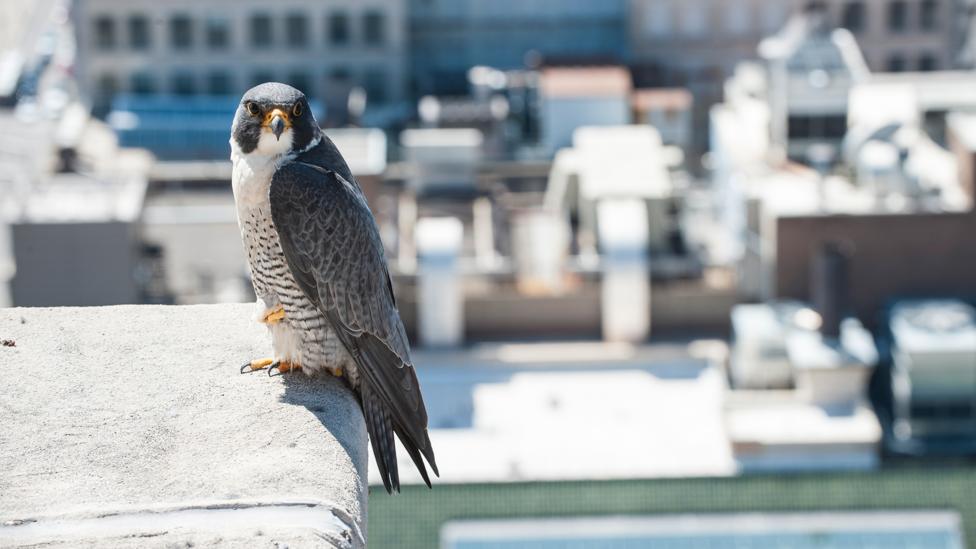 How Do You Bring Wildlife Back To The City Bbc Future