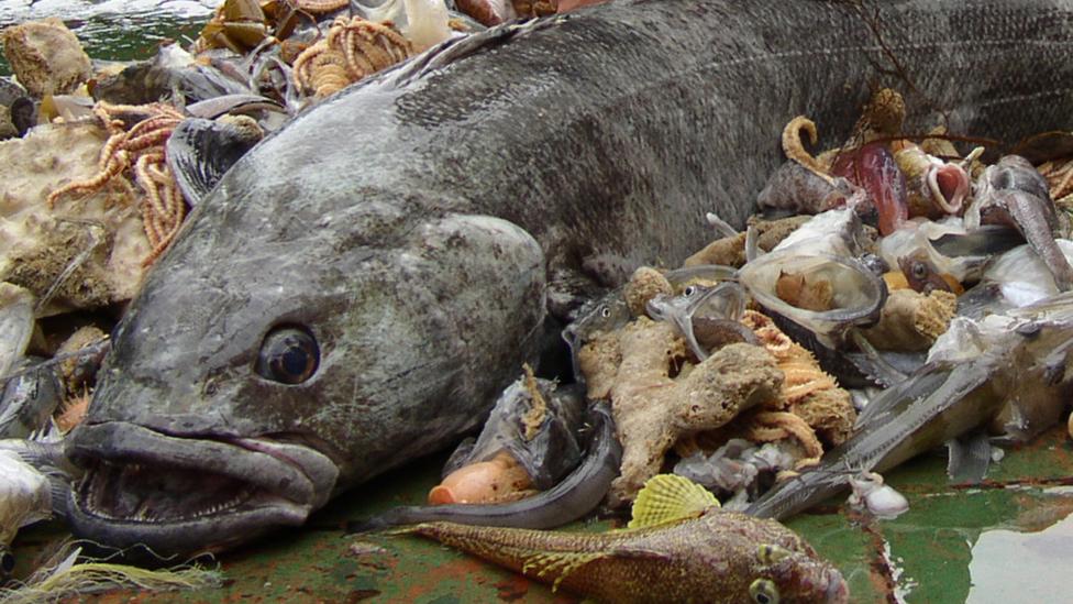 Patagonian toothfish are highly prized in restaurants around the world, where they are often marketted as Chilean sea bass (Credit: Christopher Jones/NOAA)