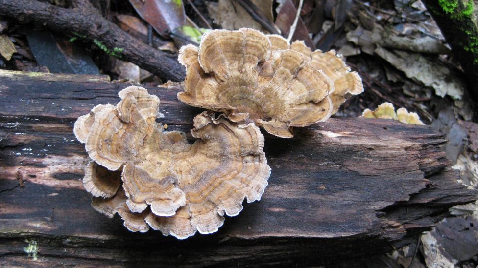 The fungi Trametes versicolor, which normally grows on trees, can be tuned to create fire-retardant, termite resistant and sound insulating bricks (Credit: Tien Huynh) The fungi Trametes versicolor, which normally grows on trees, can be tuned to create fire-retardant, termite resistant and sound insulating bricks (Credit: Tien Huynh)