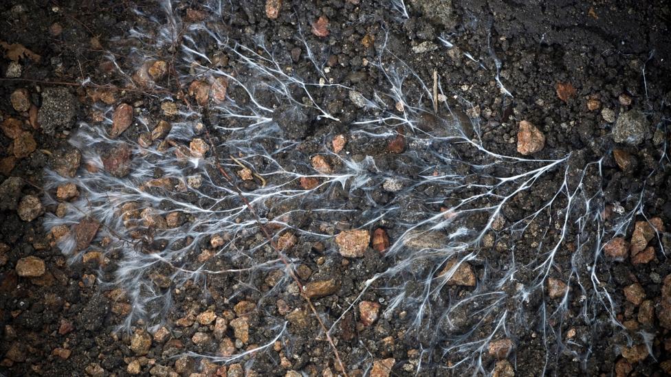 Fungi produce vein-like threads called mycelium that are finding a myriad of uses from creating medical bandages to building materials (Credit: Alamy) Fungi produce vein-like threads called mycelium that are finding a myriad of uses from creating medical bandages to building materials (Credit: Alamy)