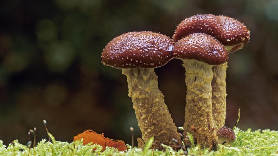 Mushrooms and Other Fungi of North America