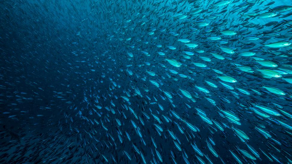 How To Make Sure The Fish We Eat Is Safe Bbc Future