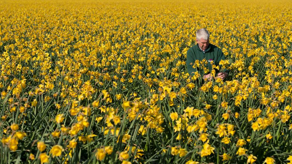 Why are flowers so expensive? - BBC Worklife