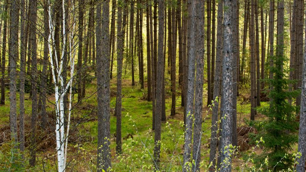 While young trees absorb carbon dioxide, older plants emit more than they take in (Credit: Alamy) While young trees absorb carbon dioxide, older plants emit more than they take in (Credit: Alamy)