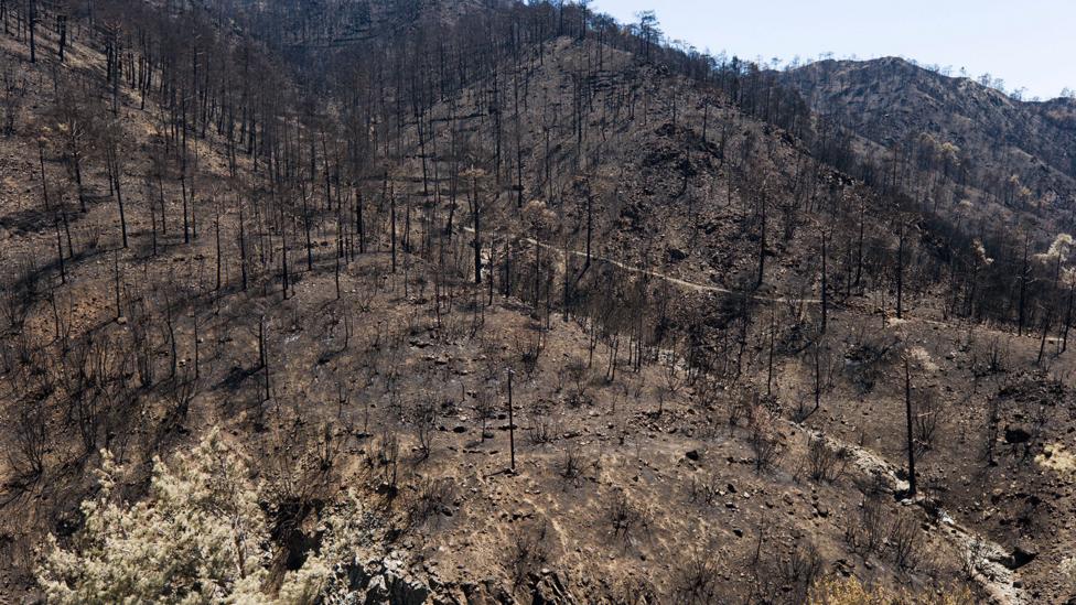 Unmanaged woodlands are at greater risk of forest fires (Credit: Alamy) Unmanaged woodlands are at greater risk of forest fires (Credit: Alamy)