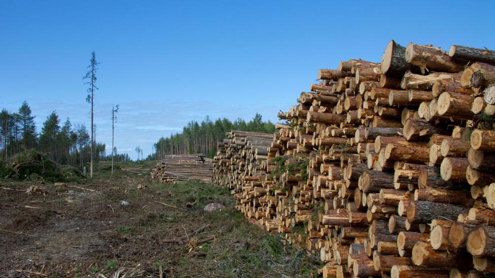 A cubic metre of wood contains around a tonne of CO2 – which is similar to 350 litres of gasoline (Credit: Alamy) A cubic metre of wood contains around a tonne of CO2 – which is similar to 350 litres of gasoline (Credit: Alamy)
