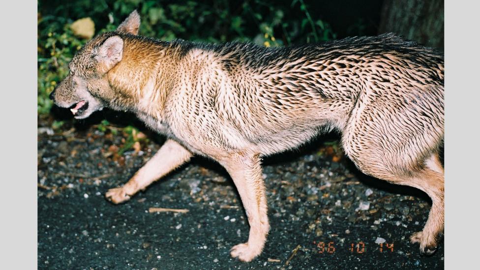 japanese wolf