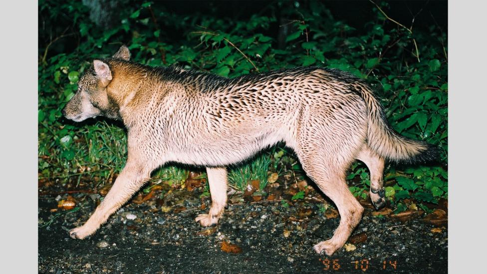 Picture of a wolf-like creature encountered by Hiroshi Yagi (Credit: Hiroshi Yagi) Picture of a wolf-like creature encountered by Hiroshi Yagi (Credit: Hiroshi Yagi)