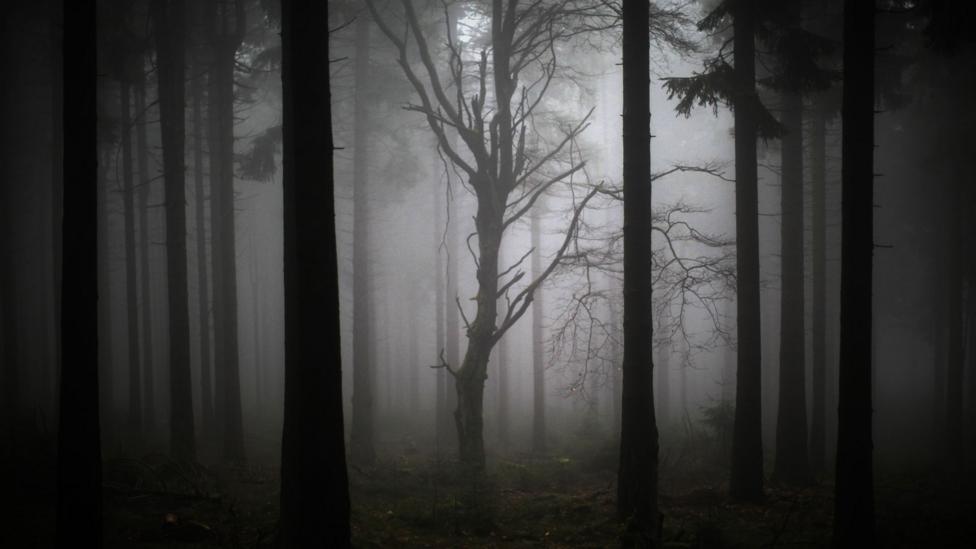 Mist in a dark woodland (Credit: Getty Images) Mist in a dark woodland (Credit: Getty Images)