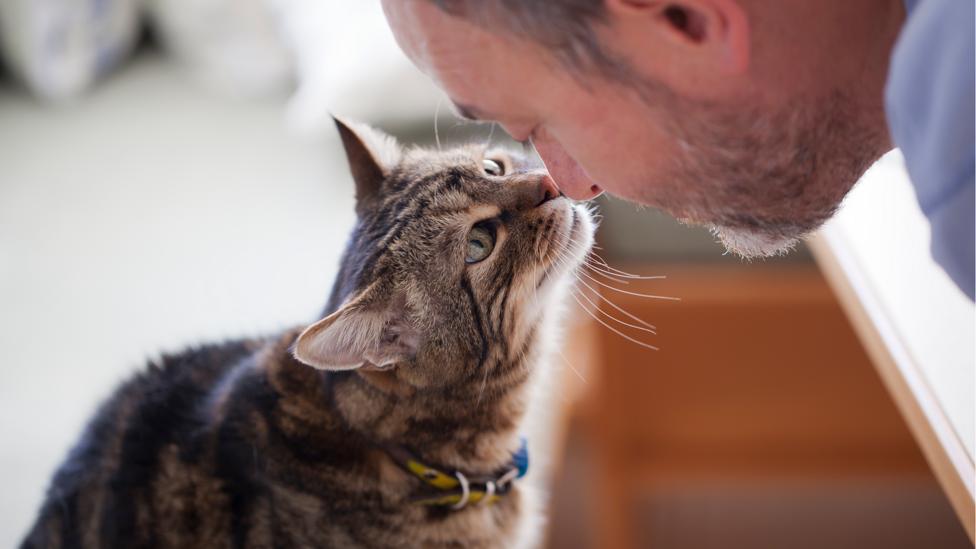 Cat bumping nose with man (Credit: Getty Images) Cat bumping nose with man (Credit: Getty Images)