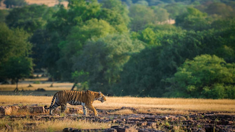The Problem With India S Man Eating Tigers Focusing On Wildlife