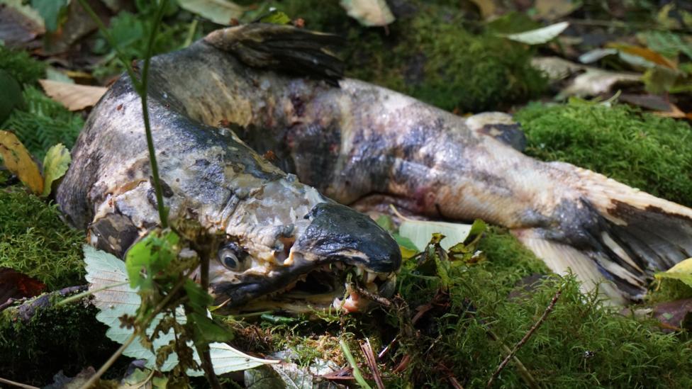 Will plants fertilised by salmon produce bigger flowers? (Credit: Lesley Evans Ogden) Will plants fertilised by salmon produce bigger flowers? (Credit: Lesley Evans Ogden)