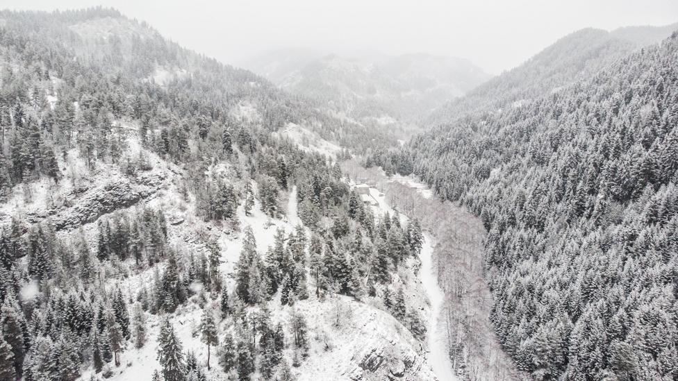 Americans will spend more than $5.5B on Christmas trees in 2019