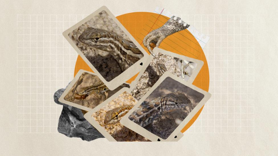 Lizard playing cards (Credit: Getty Images/ Alamy/ Javier Hirschfeld) Lizard playing cards (Credit: Getty Images/ Alamy/ Javier Hirschfeld)