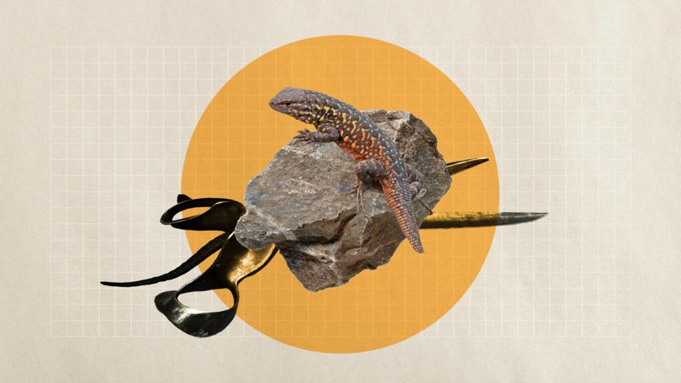 A lizard playing Rock-Paper-Scissors (Credit: Getty Images/ Alamy/ Javier Hirschfeld) A lizard playing Rock-Paper-Scissors (Credit: Getty Images/ Alamy/ Javier Hirschfeld)