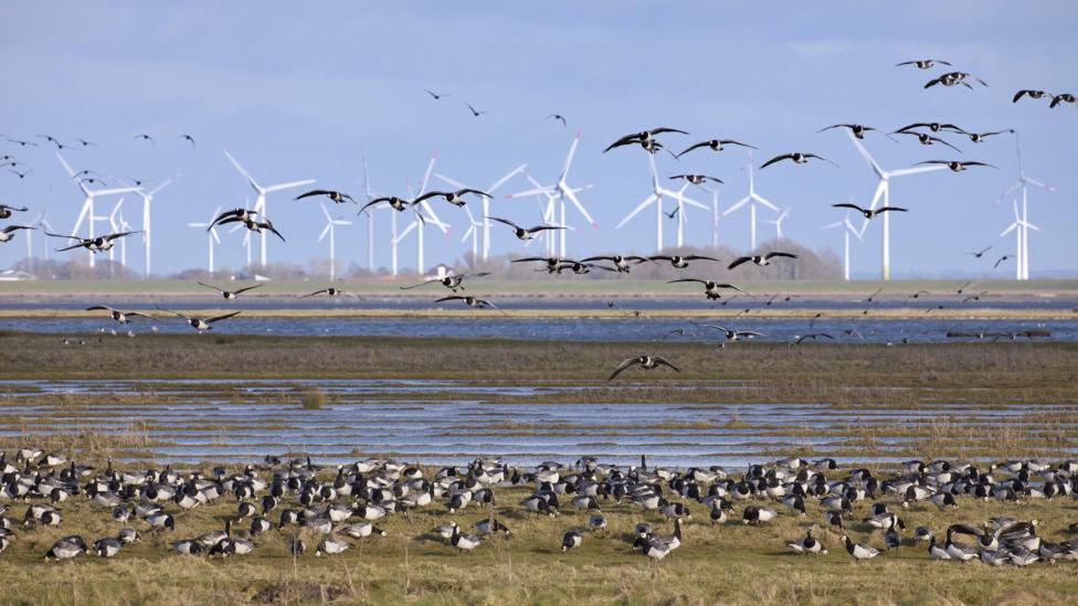 The best way to stop wildlife deaths from turbines is to build windfarms out of common nesting and migration areas (Credit: Getty Images) The best way to stop wildlife deaths from turbines is to build windfarms out of common nesting and migration areas (Credit: Getty Images)