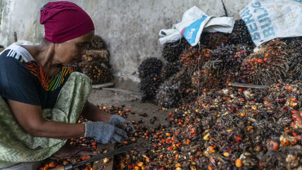 Palm oil plantations are often planted on degraded peatlands, where drainage of the waterlogged land leads to high carbon emissions (Credit: Getty Images) Palm oil plantations are often planted on degraded peatlands, where drainage of the waterlogged land leads to high carbon emissions (Credit: Getty Images)