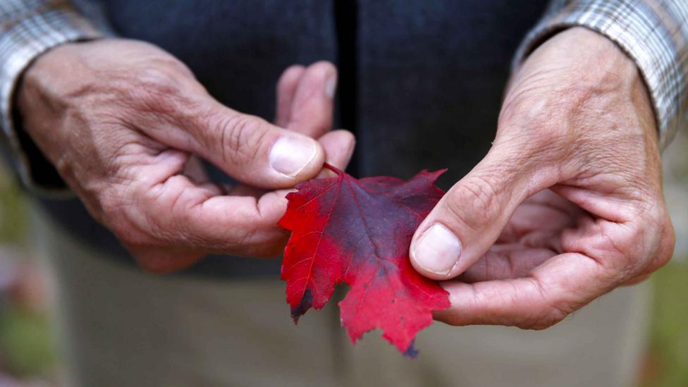 Some trees, such as varieties of maple, are very good at trapping air pollution particles (Credit: Getty Images)